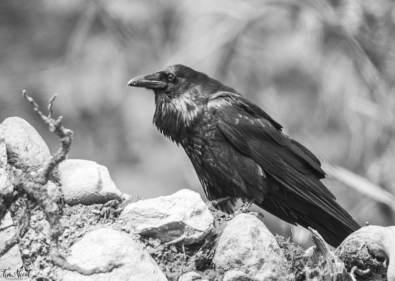 Common Raven | Shutterbug